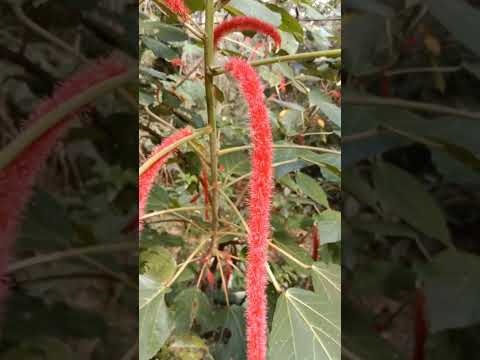 Vídeo: Chenille Plant Info - Cuidando de Chenille Red Hot Cattails