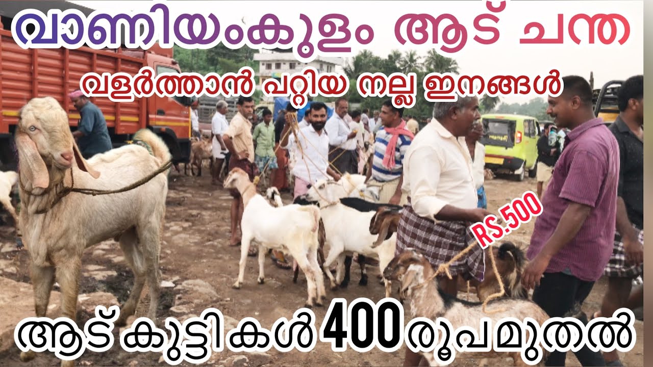 ഒരെണ്ണം 400 രൂപ | വില കമ്മിയിൽ ആട്കൾ കിട്ടുന്ന ചന്ത | kerala goat market