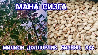 #писта.  Эрон  Пистаси  Узбекистон  Ик,лимида  К,андай булади...