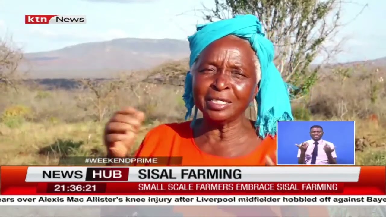 Small scale farmers embrace sisal farming due to failed rains