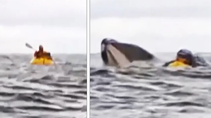 Humpback Whale Eats Kayaker Before Spitting Him Out