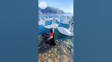 سبحان الله العظيم... جمال القرآن وعذوبة التلاوة وجمال الطبيعة الخلابة💚