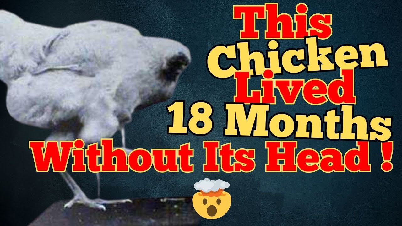 How Science Explains Mike the Headless Chicken’s Survival
