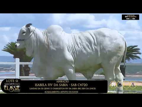 LOTE 51   ISABELA FIV DA SABIA