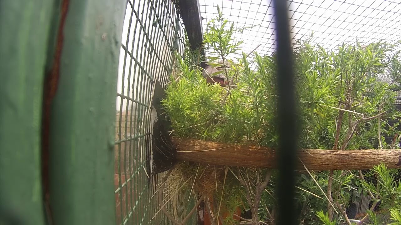 black-cheeked waxbill (Estrilda erythronotos) building nest in aviculture
