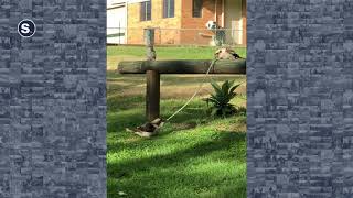 Pair of Hungry Kookaburras Fight Over Snake in Brisbane