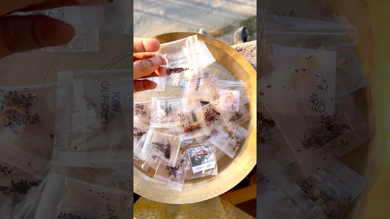 Grow Summer Flowers from Seeds | Save Money on Gardening 🌸 