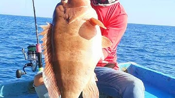 Câu Cá Mú Đỏ 9 Ký Ngoài Biển Khơi ninh thuận