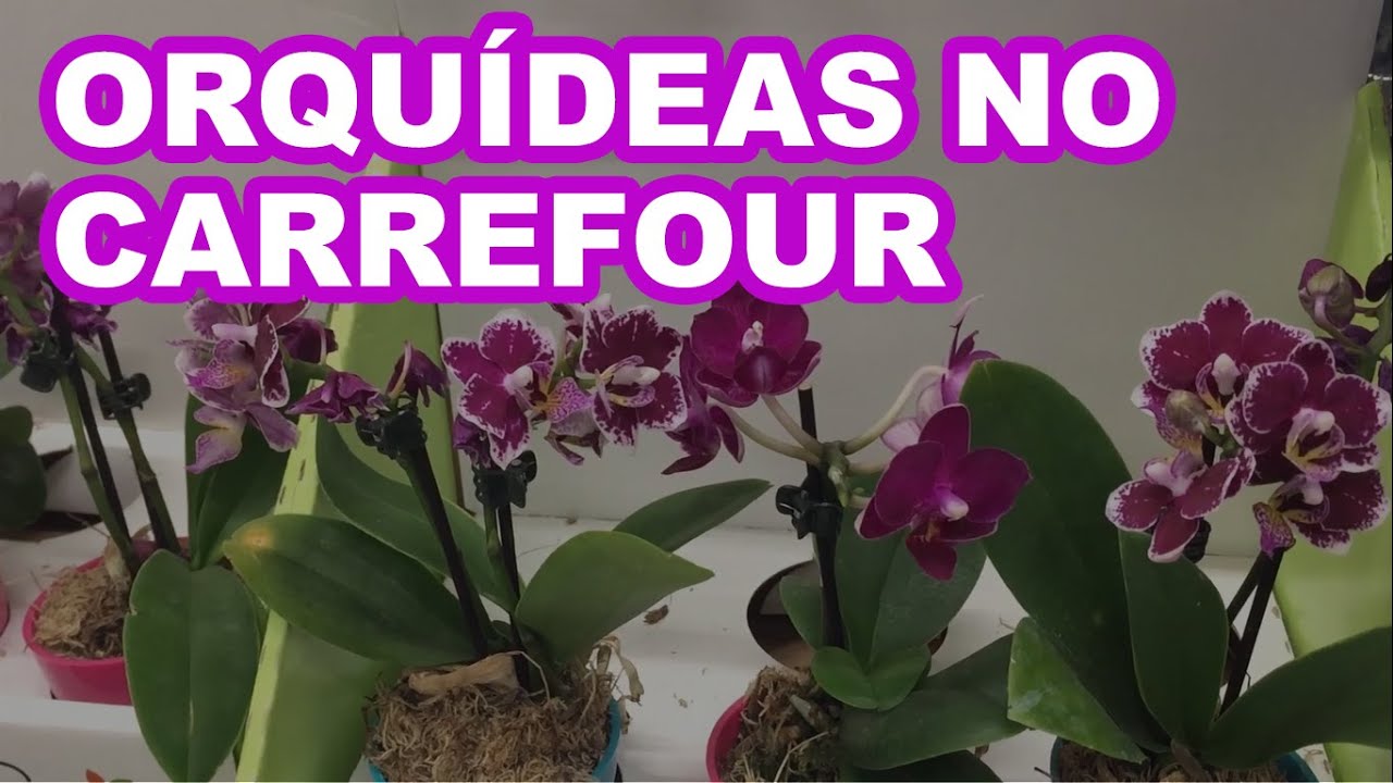 ORQUÍDEAS VENDIDAS NO CARREFOUR - thptnganamst.edu.vn