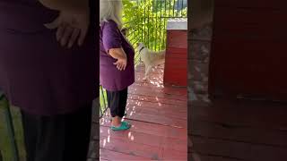 🌿 Наш скромный медвежонок САО Бой🍀🏠❗Пост в описании к 🎥 #dog #собака #сао #алабай #alabai #animals