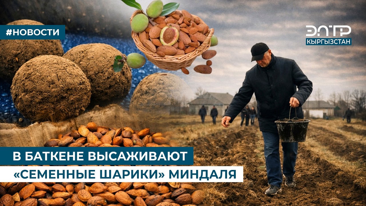 В БАТКЕНЕ ВЫСАЖИВАЮТ «СЕМЕННЫЕ ШАРИКИ» МИНДАЛЯ