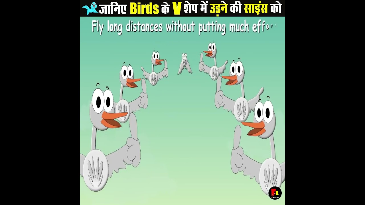 Aakhir kya Baje hai ki bird line Banakar udate Hain YouTube