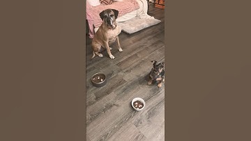English Mastiff and French Bulldog Puppy Wait for Food #dog #puppy #frenchie #mastiff #shorts