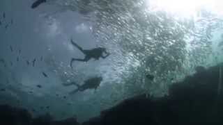 WWF-Singapore Sustainable Seafood Festival | WWF-Singapore