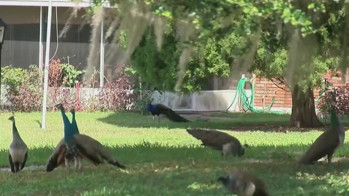 Peacocks taking over Brandon neighborhood