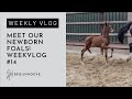 Which newborn foal is the most promising? | Begijnhoeve | Weekvlog #14