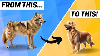 The History of Golden Retrievers by Retriever Care 3,615 views 2 months ago 1 minute, 56 seconds