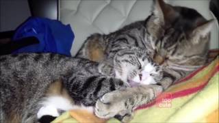 Valentines Day Cats and Dogs in Love Сute Funny Compilation