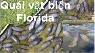 Quái vật Biển Trôi Vào Kênh Nước Đen Ở Florida Mỹ