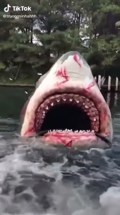 ikan hiu? apa lumba' itu ya...