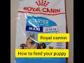 Royal canin for puppies | how to feed your puppy | puppy food, best food for puppy growth