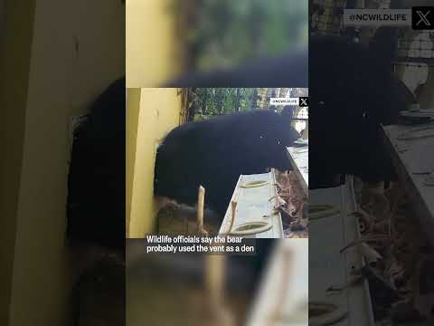Black bear seen crawling out of a vent in North Carolina home