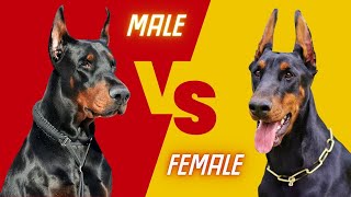 Male Doberman VS Female Doberman  Comparing Doberman Pinschers