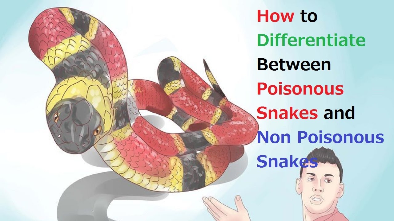 Identifying Poisonous Snakes