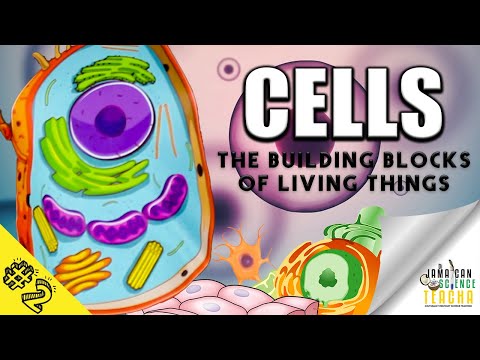 Cells - The
