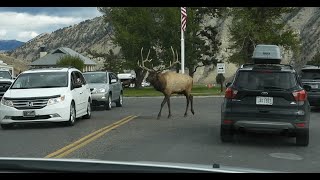 Incredible Encounters of Wild Animals on the Road in Yellowstone National Park