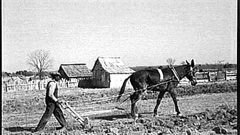 Julius Daniels Can't Put The Bridle On That Mule T...