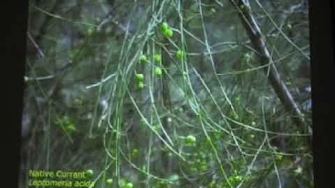Plants used in Colonial Sydney - Jennifer Farrar