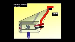 5.Magdy Said,middle ear cavity