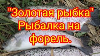 Рыбалка близ Алматы. Озеро &quot;Золотая рыбка&quot;. Рыбалка на форель.