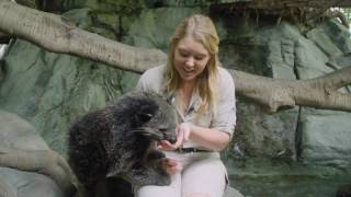 Learn about our amazing binturong!