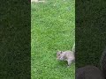 The squirrels are getting closer.They're letting me show me them where nuts are#shortvideos