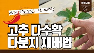 [바플티비]고추농사 다수확 다분지재배법 강의