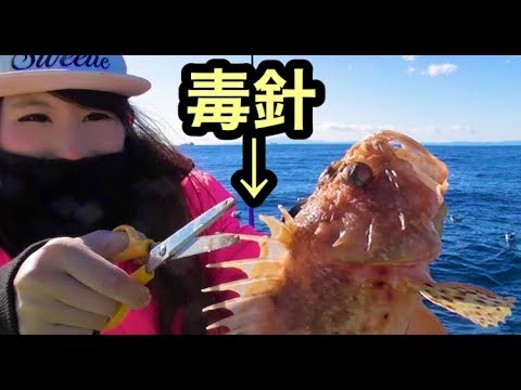 釣りガール 毒針を持つ魚 鬼カサゴ釣って毒針をちょん切る Youtube