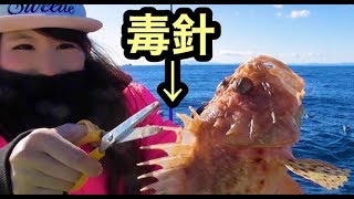 釣りガール 毒針を持つ魚 鬼カサゴ釣って毒針をちょん切る Youtube