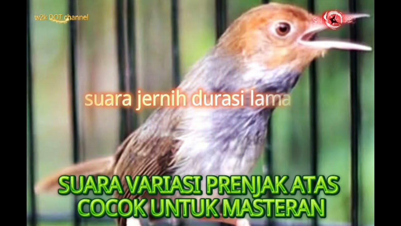 Variasi suara burung prenjak atas cocok untuk masteran pancingan prenjak bahan #prenjakatas #viral 