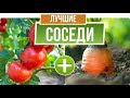 Правильный севооборот овощей ✔️ Как Соседство влияет на урожай 🍅