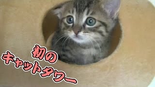 【第40話】子猫、初めてのキャットタワー＆ハンモック（面白い＆可愛い子猫）