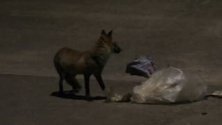 Fox Foraging For Food at Night in a Suburban Street
