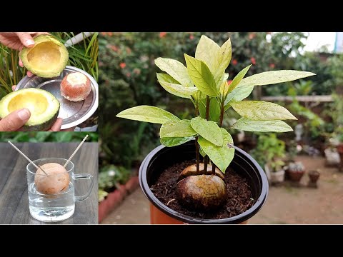 Video: Where is the birthplace of avocado and how to grow it at home?