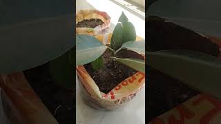 save my plants idea☺️plz comment #pleasesubscribe #saveplant #youtube #help #plantlovers #gardening