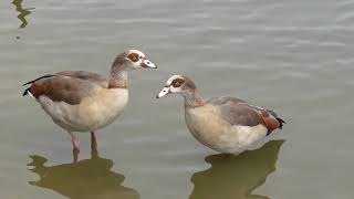 Funny Egyptian Geese