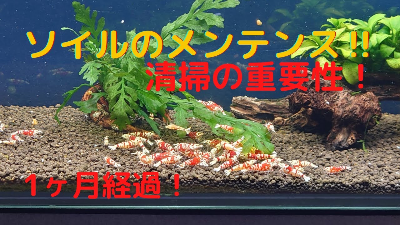 復活‼底面ソイルメンテナンスと足しソイル後、1ヶ月経過！