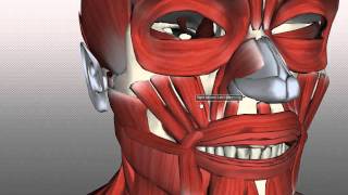 Muscles of Facial Expression  Anatomy Tutorial PART 2