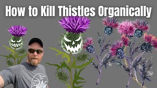 How to Kill Thistles Organically