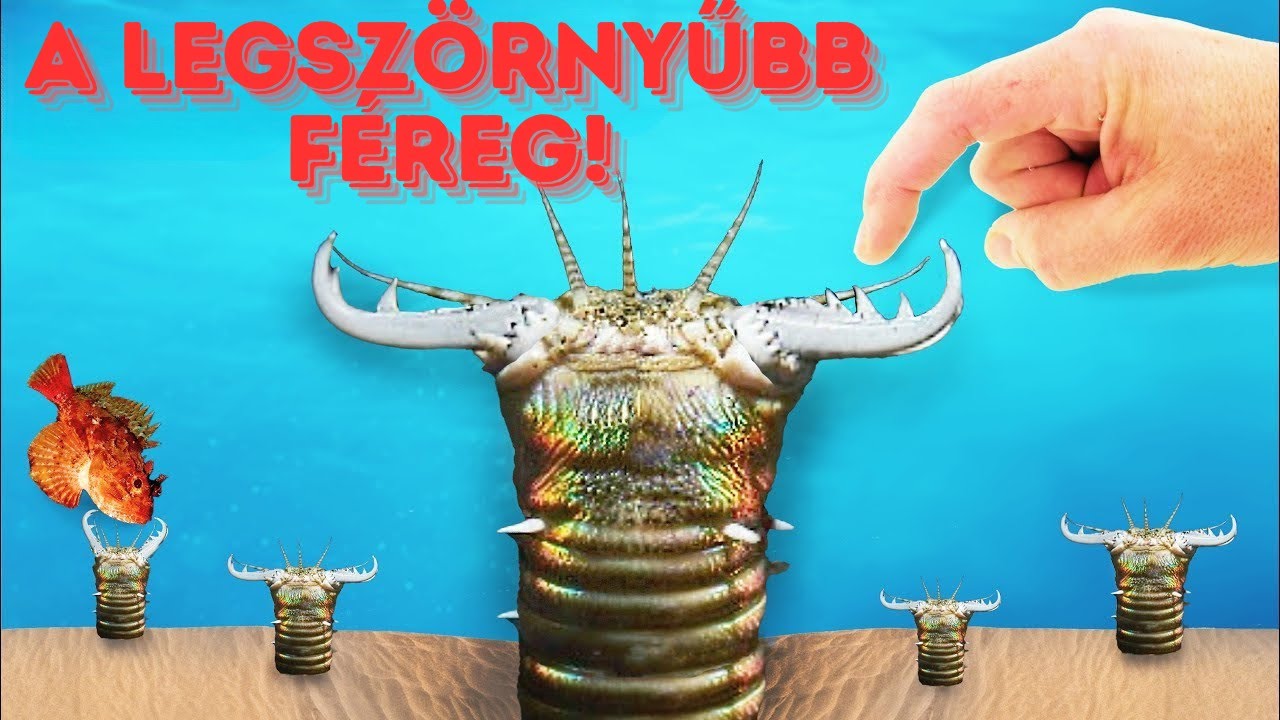 A legfurcsább féreg! | Tengeri ragadozók | Brave Wilderness Magyar